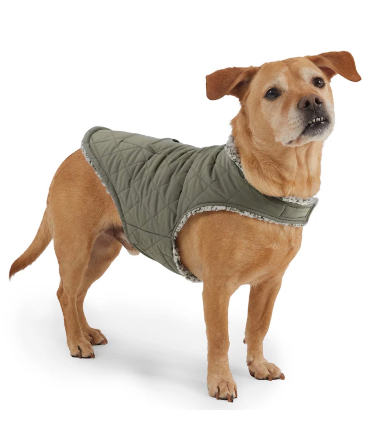 Free Country Green Vine Dog Pet Jacket L (New)