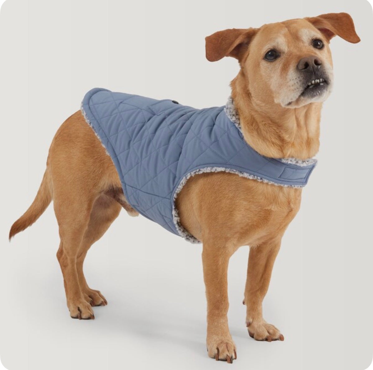 Free Country Blue Stonewash Dog/Cat Pet Jacket L (New)