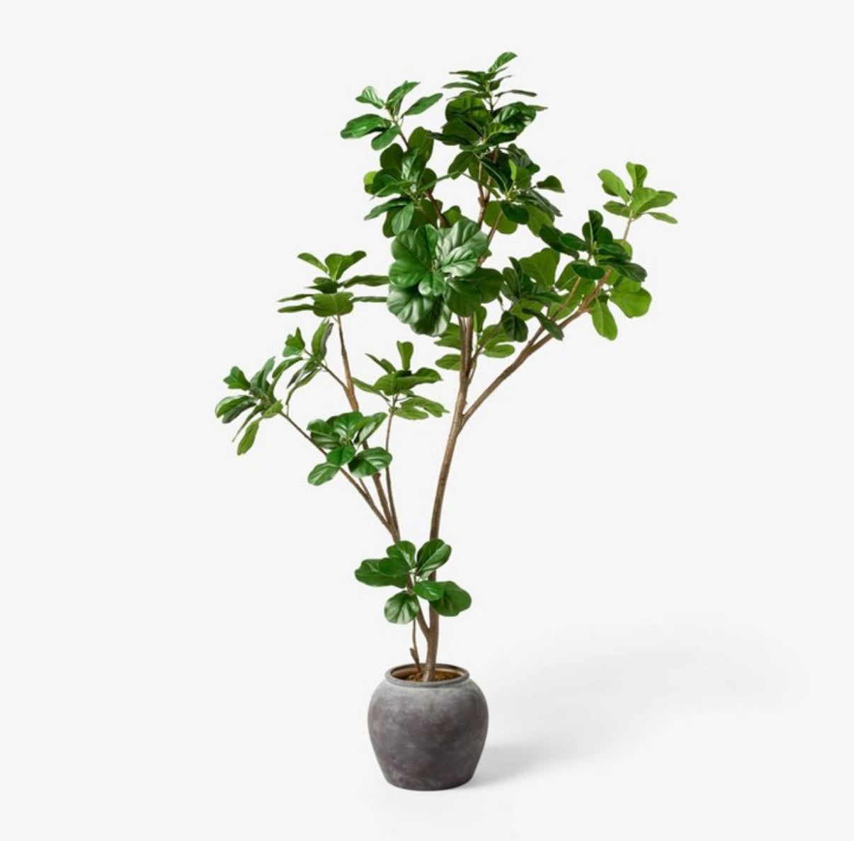 6 ft Artificial Leaf Fig Tree Dark Green - Threshold™ designed with Studio McGee